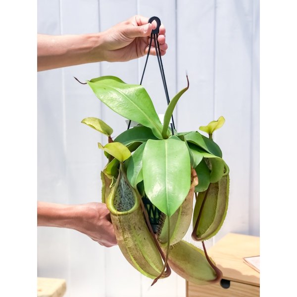 PLANCHU 食虫植物 ネペンテス ルイーザ 5号吊り鉢 育て方説明書付き Nepenthes × Louisa ウツボカズラ