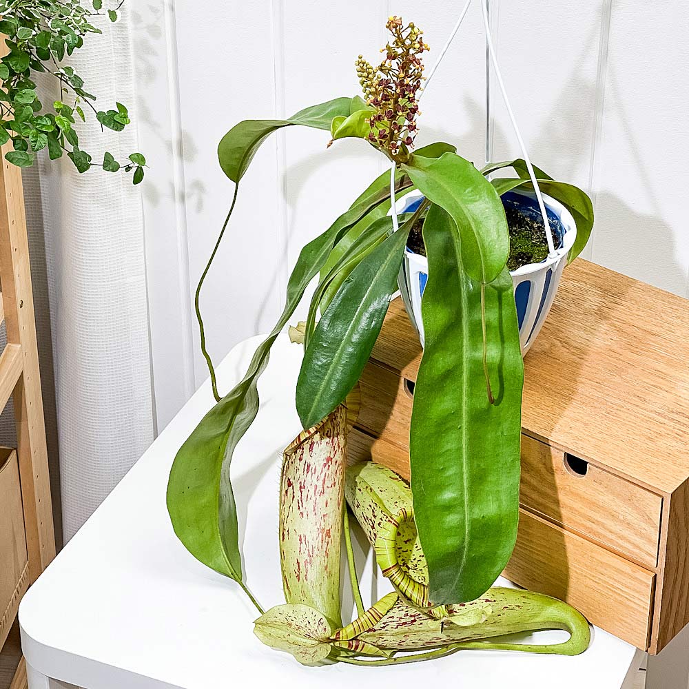 PLANCHU 食虫植物 ネペンテス ダイエリアナ 5号吊り鉢 育て方説明書付き Nepenthes ‘Dyeriana’ ダイエリアーナ ウツボカズラ