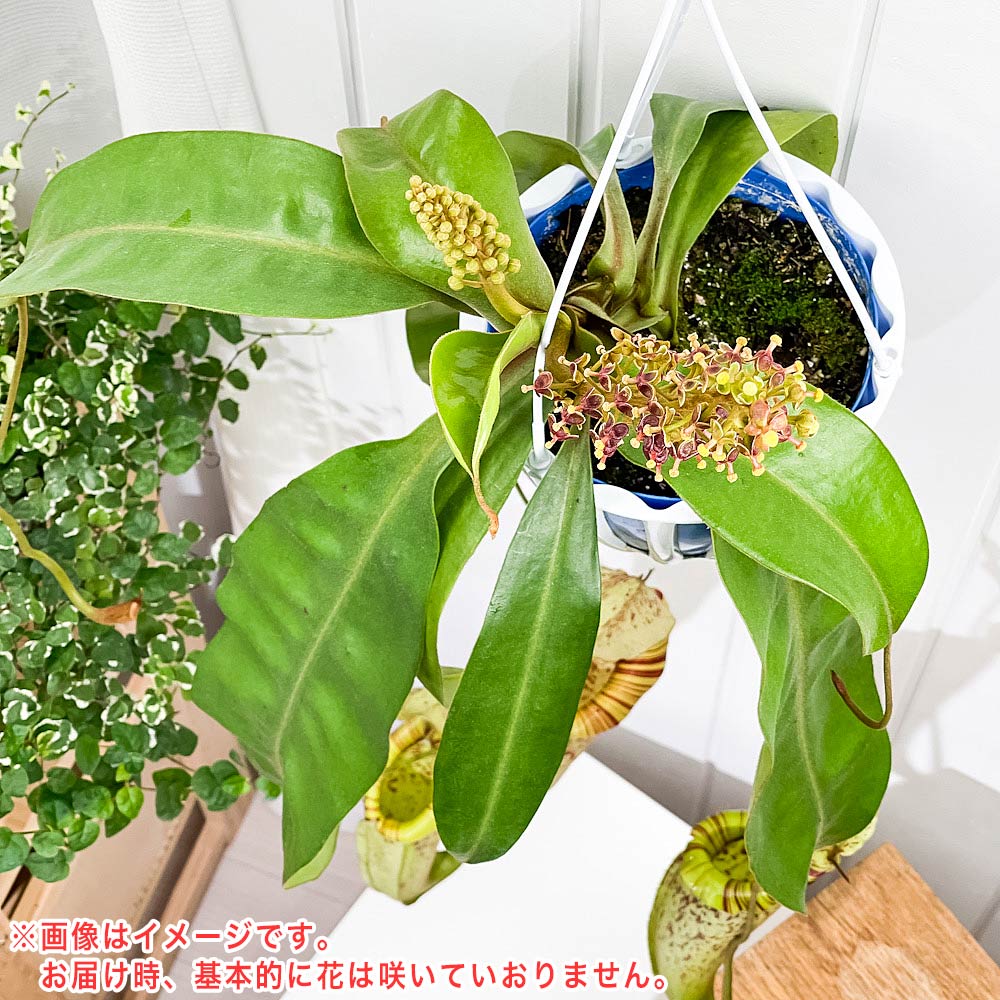 PLANCHU 食虫植物 ネペンテス ダイエリアナ 5号吊り鉢 育て方説明書付き Nepenthes ‘Dyeriana’ ダイエリアーナ ウツボカズラ