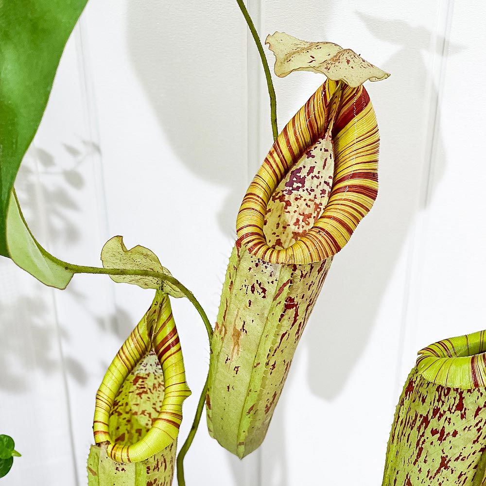 PLANCHU 食虫植物 ネペンテス ダイエリアナ 5号吊り鉢 育て方説明書付き Nepenthes ‘Dyeriana’ ダイエリアーナ ウツボカズラ