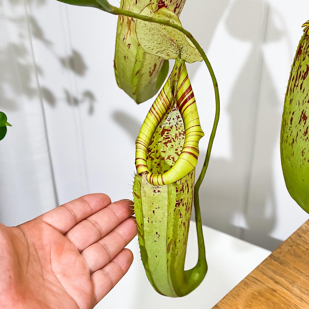 PLANCHU 食虫植物 ネペンテス ダイエリアナ 5号吊り鉢 育て方説明書付き Nepenthes ‘Dyeriana’ ダイエリアーナ ウツボカズラ