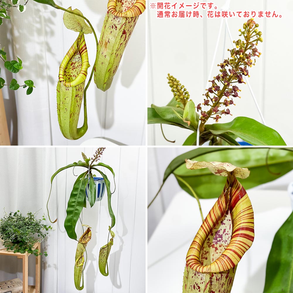PLANCHU 食虫植物 ネペンテス ダイエリアナ 5号吊り鉢 育て方説明書付き Nepenthes ‘Dyeriana’ ダイエリアーナ ウツボカズラ