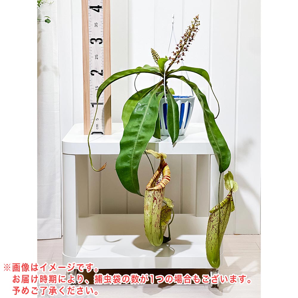 PLANCHU 食虫植物 ネペンテス ダイエリアナ 5号吊り鉢 育て方説明書付き Nepenthes ‘Dyeriana’ ダイエリアーナ ウツボカズラ