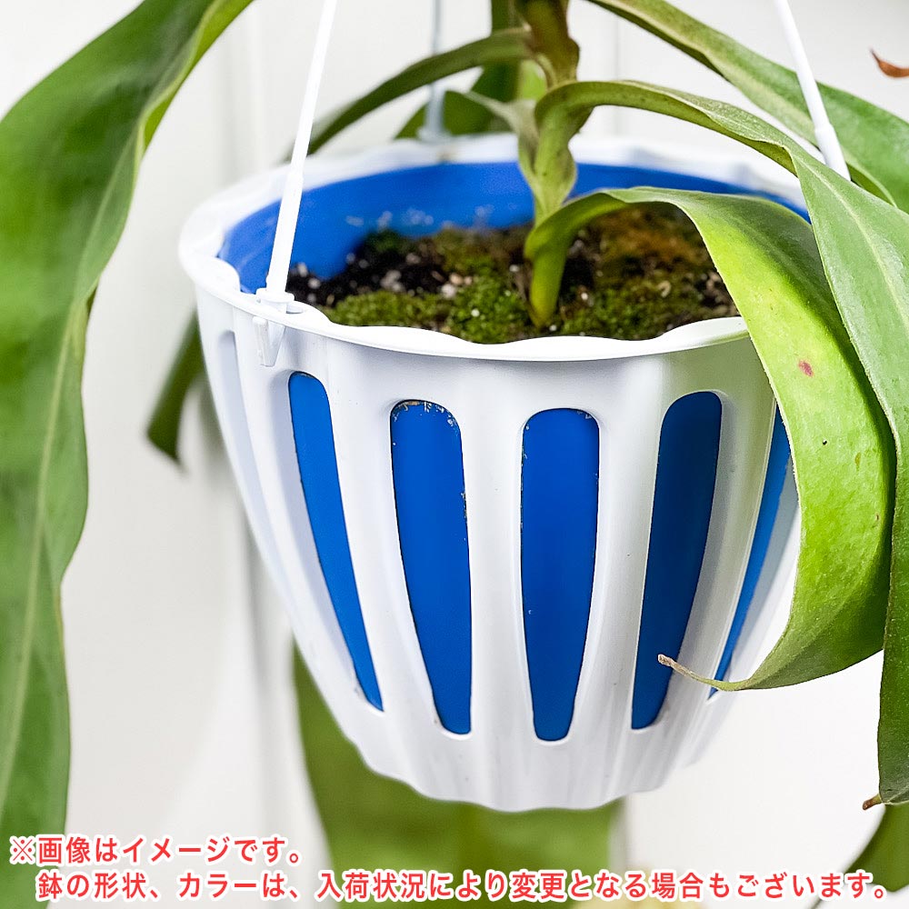 PLANCHU 食虫植物 ネペンテス ダイエリアナ 5号吊り鉢 育て方説明書付き Nepenthes ‘Dyeriana’ ダイエリアーナ ウツボカズラ