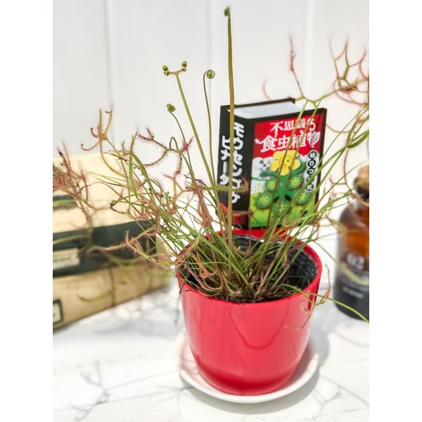 PLANCHU 選べる不思議な食虫植物 3号鉢 ハエトリソウ サラセニア モウセンゴケ ウツボカズラ ウトリクラリア