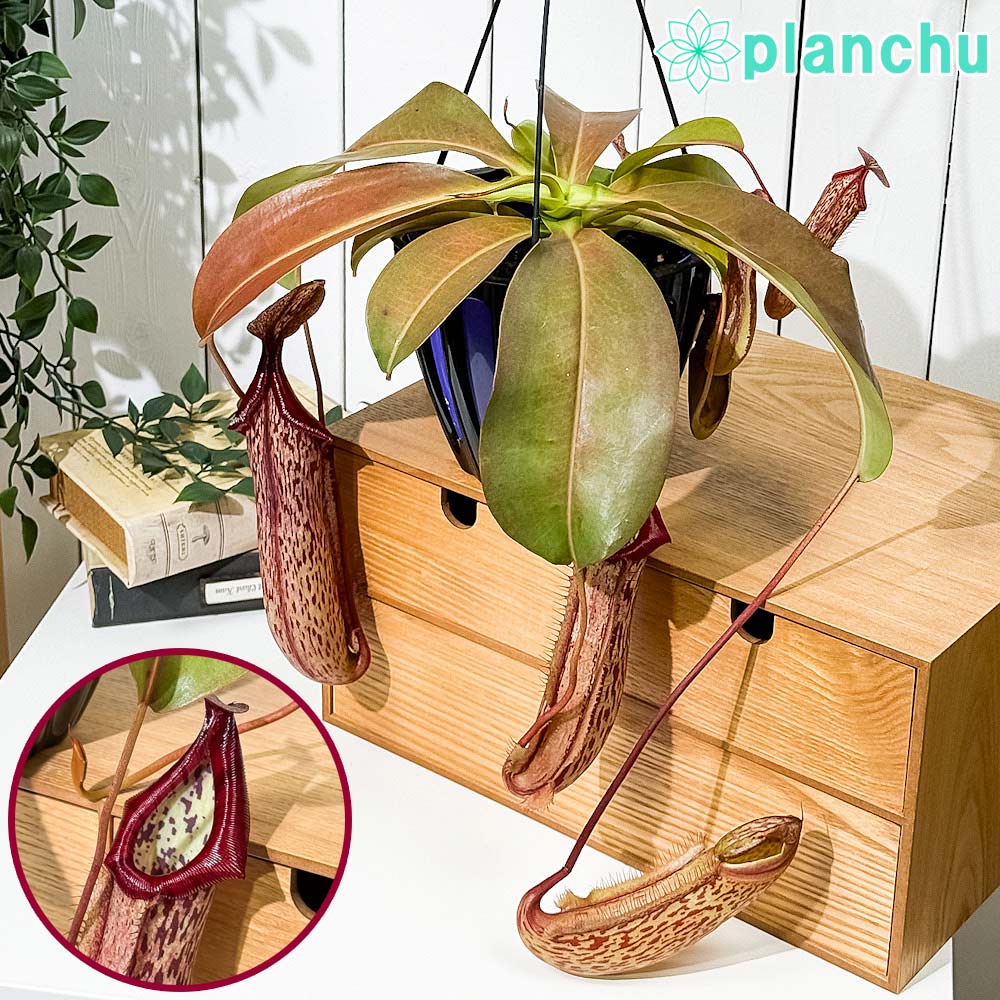 PLANCHU 食虫植物 ネペンテス ミランダ 5号吊り鉢 育て方説明書付き