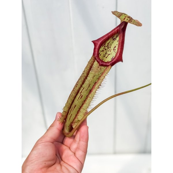 PLANCHU 食虫植物 ネペンテス ミランダ 5号吊り鉢 育て方説明書付き Nepenthes ‘Miranda’ ウツボカズラ
