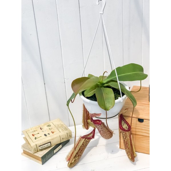 PLANCHU 食虫植物 ネペンテス ミランダ 5号吊り鉢 育て方説明書付き Nepenthes ‘Miranda’ ウツボカズラ
