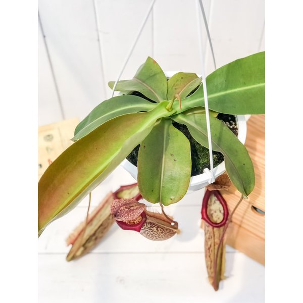 PLANCHU 食虫植物 ネペンテス ミランダ 5号吊り鉢 育て方説明書付き Nepenthes ‘Miranda’ ウツボカズラ