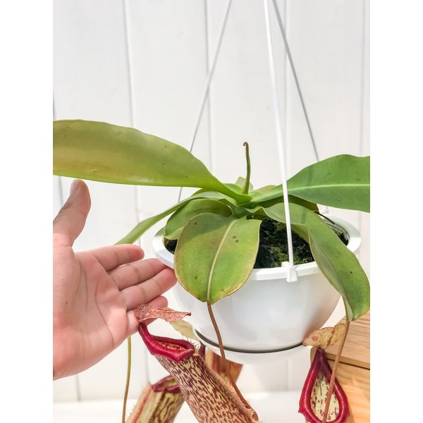 PLANCHU 食虫植物 ネペンテス ミランダ 5号吊り鉢 育て方説明書付き Nepenthes ‘Miranda’ ウツボカズラ