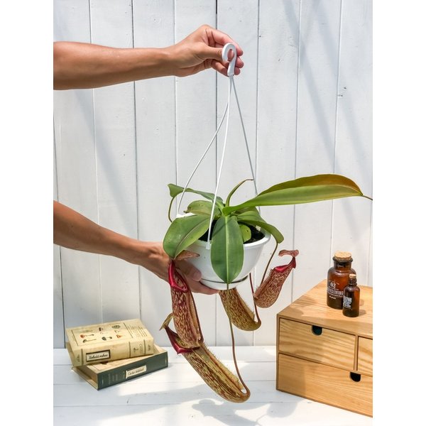PLANCHU 食虫植物 ネペンテス ミランダ 5号吊り鉢 育て方説明書付き Nepenthes ‘Miranda’ ウツボカズラ