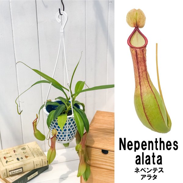 PLANCHU 食虫植物 ネペンテス アラタ アオ 4号吊り鉢 育て方説明書付き Nepenthes alata アラータ ウツボカズラ