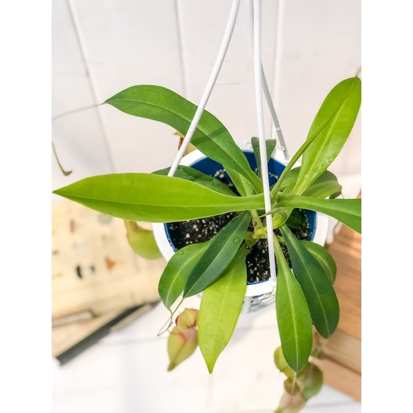 PLANCHU 食虫植物 ネペンテス アラタ アオ 4号吊り鉢 育て方説明書付き Nepenthes alata アラータ ウツボカズラ