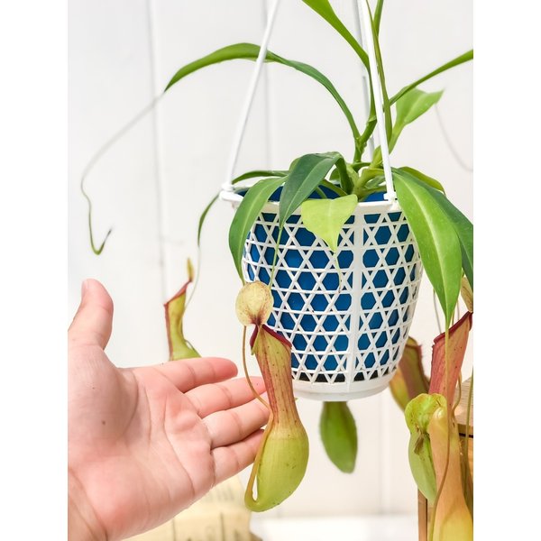 PLANCHU 食虫植物 ネペンテス アラタ アオ 4号吊り鉢 育て方説明書付き Nepenthes alata アラータ ウツボカズラ