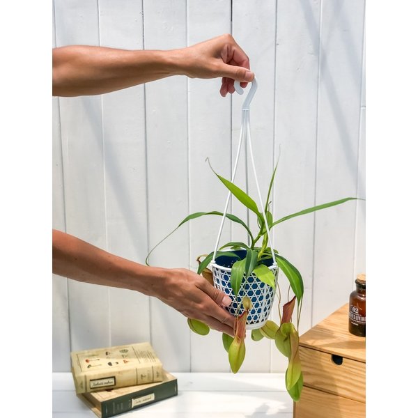 PLANCHU 食虫植物 ネペンテス アラタ アオ 4号吊り鉢 育て方説明書付き Nepenthes alata アラータ ウツボカズラ