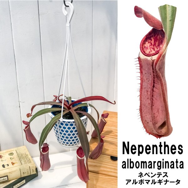 PLANCHU 食虫植物 ネペンテス アルボマルギナータ 4号吊り鉢 育て方説明書付き Nepenthes albomarginata ウツボカズラ