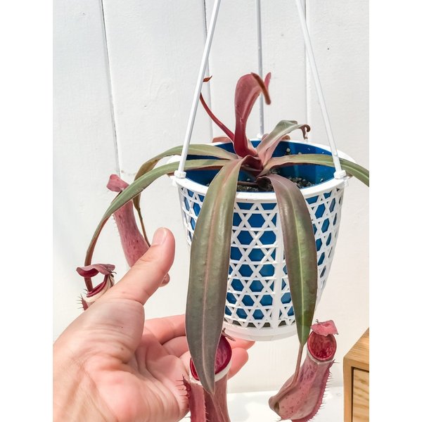 PLANCHU 食虫植物 ネペンテス アルボマルギナータ 4号吊り鉢 育て方説明書付き Nepenthes albomarginata ウツボカズラ
