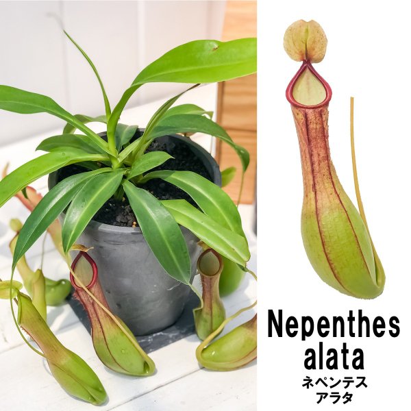 PLANCHU 食虫植物 ネペンテス アラタ アオ 4号樹脂鉢 受け皿付き 育て方説明書付き Nepenthes alata 育て方説明書付き アラータ ウツボカズラ