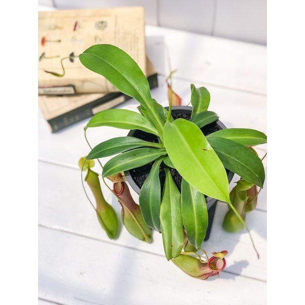 PLANCHU 食虫植物 ネペンテス アラタ アオ 4号樹脂鉢 受け皿付き 育て方説明書付き Nepenthes alata 育て方説明書付き アラータ ウツボカズラ
