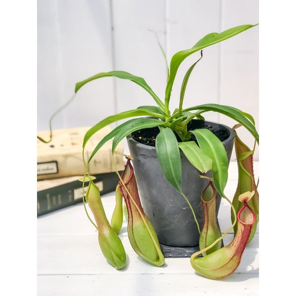 PLANCHU 食虫植物 ネペンテス アラタ アオ 4号樹脂鉢 受け皿付き 育て方説明書付き Nepenthes alata 育て方説明書付き アラータ ウツボカズラ
