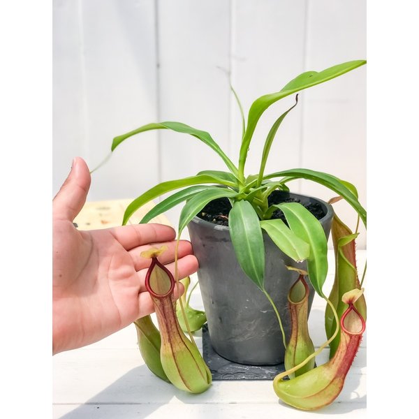 PLANCHU 食虫植物 ネペンテス アラタ アオ 4号樹脂鉢 受け皿付き 育て方説明書付き Nepenthes alata 育て方説明書付き アラータ ウツボカズラ