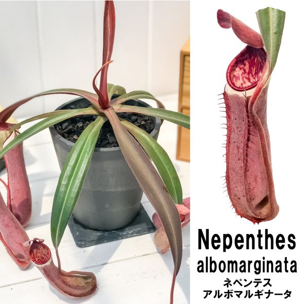PLANCHU 食虫植物 ネペンテス アルボマルギナータ 4号樹脂鉢 ダークグレー 受け皿付き 育て方説明書付き Nepenthes albomarginata ウツボカズラ