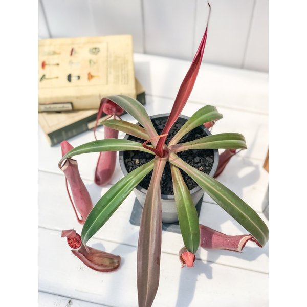PLANCHU 食虫植物 ネペンテス アルボマルギナータ 4号樹脂鉢 ダークグレー 受け皿付き 育て方説明書付き Nepenthes albomarginata ウツボカズラ
