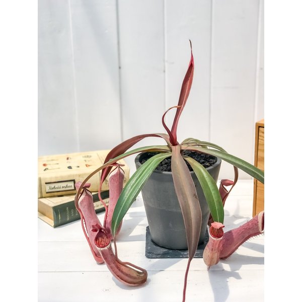PLANCHU 食虫植物 ネペンテス アルボマルギナータ 4号樹脂鉢 ダークグレー 受け皿付き 育て方説明書付き Nepenthes albomarginata ウツボカズラ