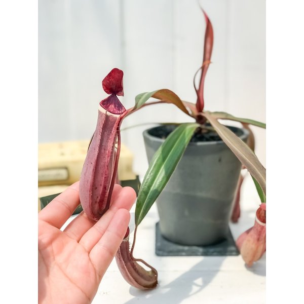 PLANCHU 食虫植物 ネペンテス アルボマルギナータ 4号樹脂鉢 ダークグレー 受け皿付き 育て方説明書付き Nepenthes albomarginata ウツボカズラ