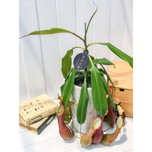 PLANCHU 食虫植物 ネペンテス アラタ アカネ 陶器鉢植え 受け皿付き 育て方説明書付き アラータ ウツボカズラ