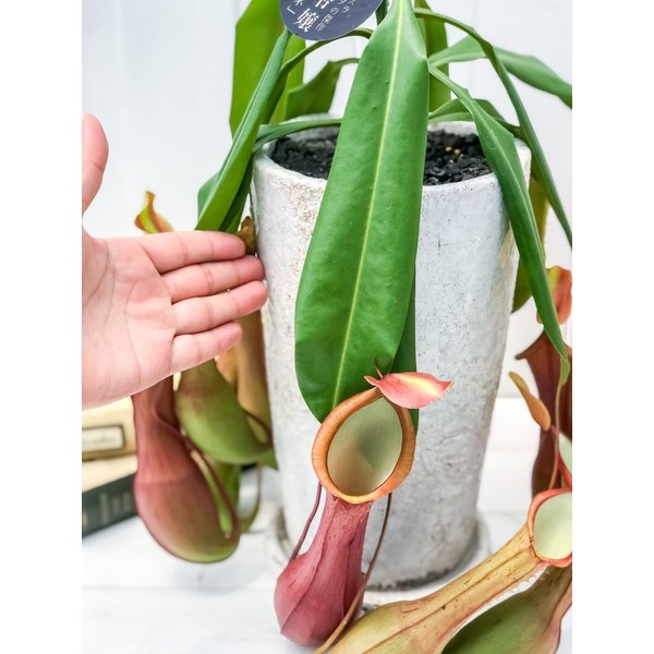PLANCHU 食虫植物 ネペンテス アラタ アカネ 陶器鉢植え 受け皿付き 育て方説明書付き アラータ ウツボカズラ