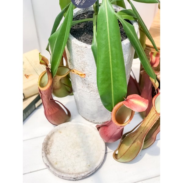 PLANCHU 食虫植物 ネペンテス アラタ アカネ 陶器鉢植え 受け皿付き 育て方説明書付き アラータ ウツボカズラ
