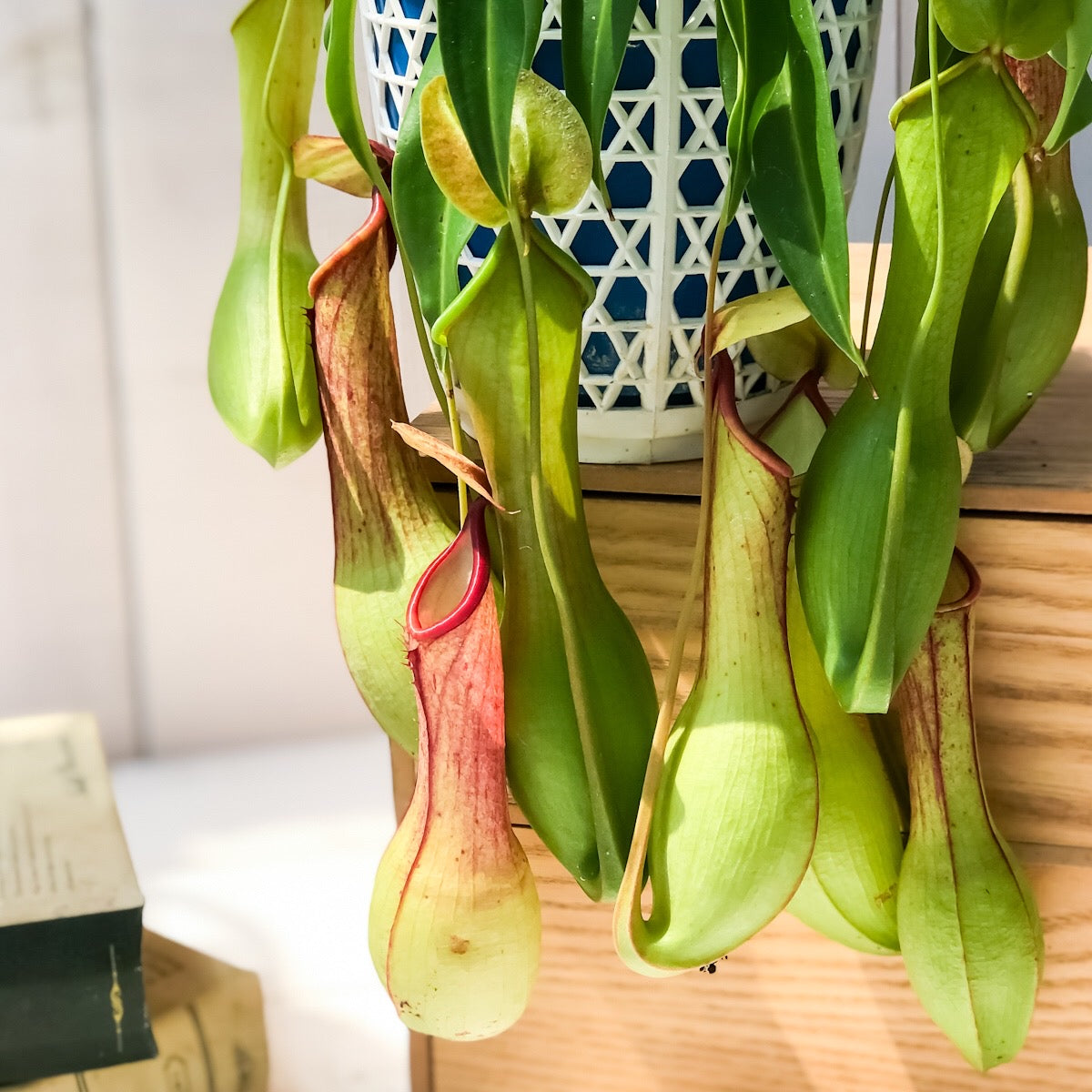 PLANCHU 食虫植物 ネペンテス アラタ アカ 4号吊り鉢 育て方説明書付き Nepenthes alata アラータ ウツボカズラ