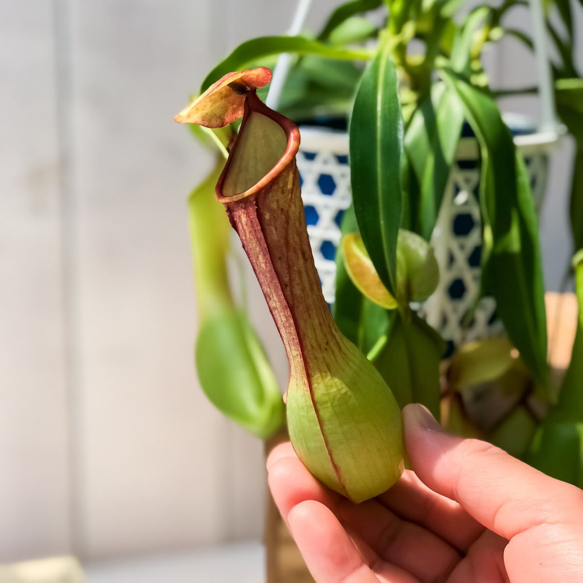 PLANCHU 食虫植物 ネペンテス アラタ アカ 4号吊り鉢 育て方説明書付き Nepenthes alata アラータ ウツボカズラ
