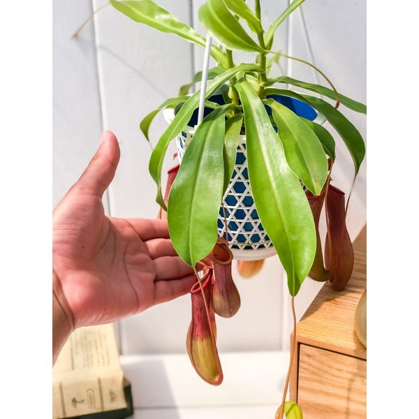 PLANCHU 食虫植物 ネペンテス アラタ アカ 4号吊り鉢 育て方説明書付き Nepenthes alata アラータ ウツボカズラ