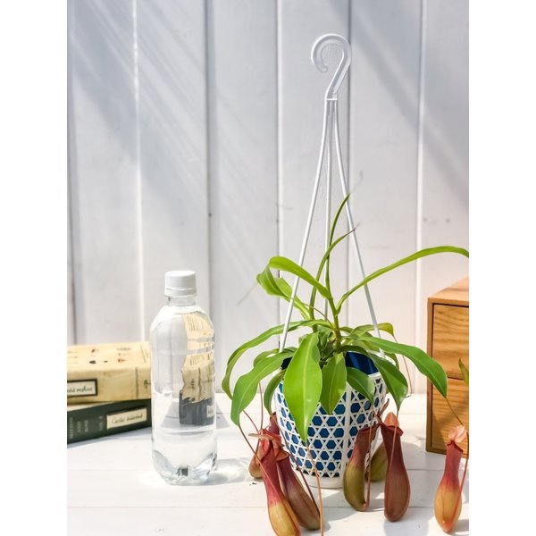 PLANCHU 食虫植物 ネペンテス アラタ アカ 4号吊り鉢 育て方説明書付き Nepenthes alata アラータ ウツボカズラ