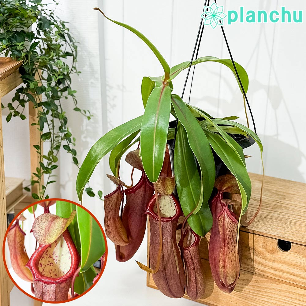 PLANCHU 食虫植物 ネペンテス リンダ 5号吊り鉢 育て方説明書付き Nepenthes × Linda ウツボカズラ