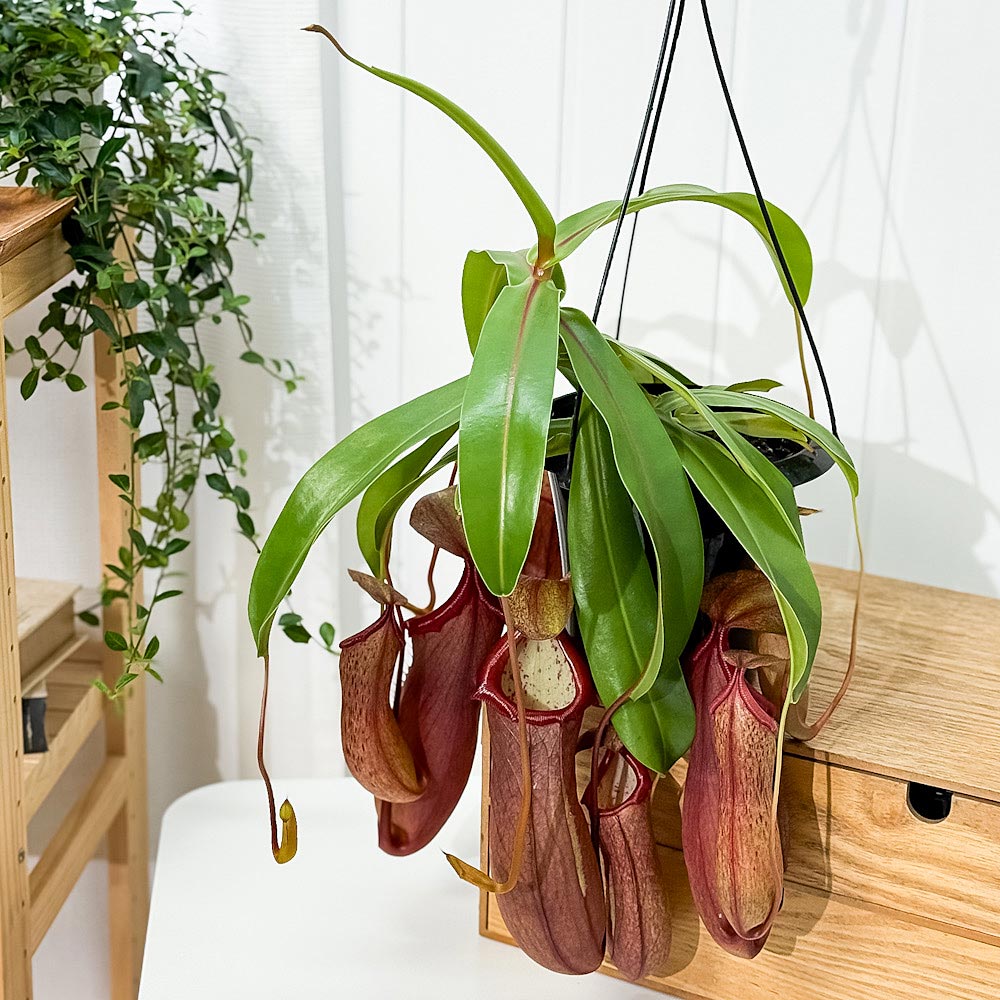 PLANCHU 食虫植物 ネペンテス リンダ 5号吊り鉢 育て方説明書付き Nepenthes × Linda ウツボカズラ