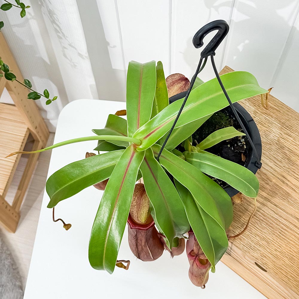 PLANCHU 食虫植物 ネペンテス リンダ 5号吊り鉢 育て方説明書付き Nepenthes × Linda ウツボカズラ