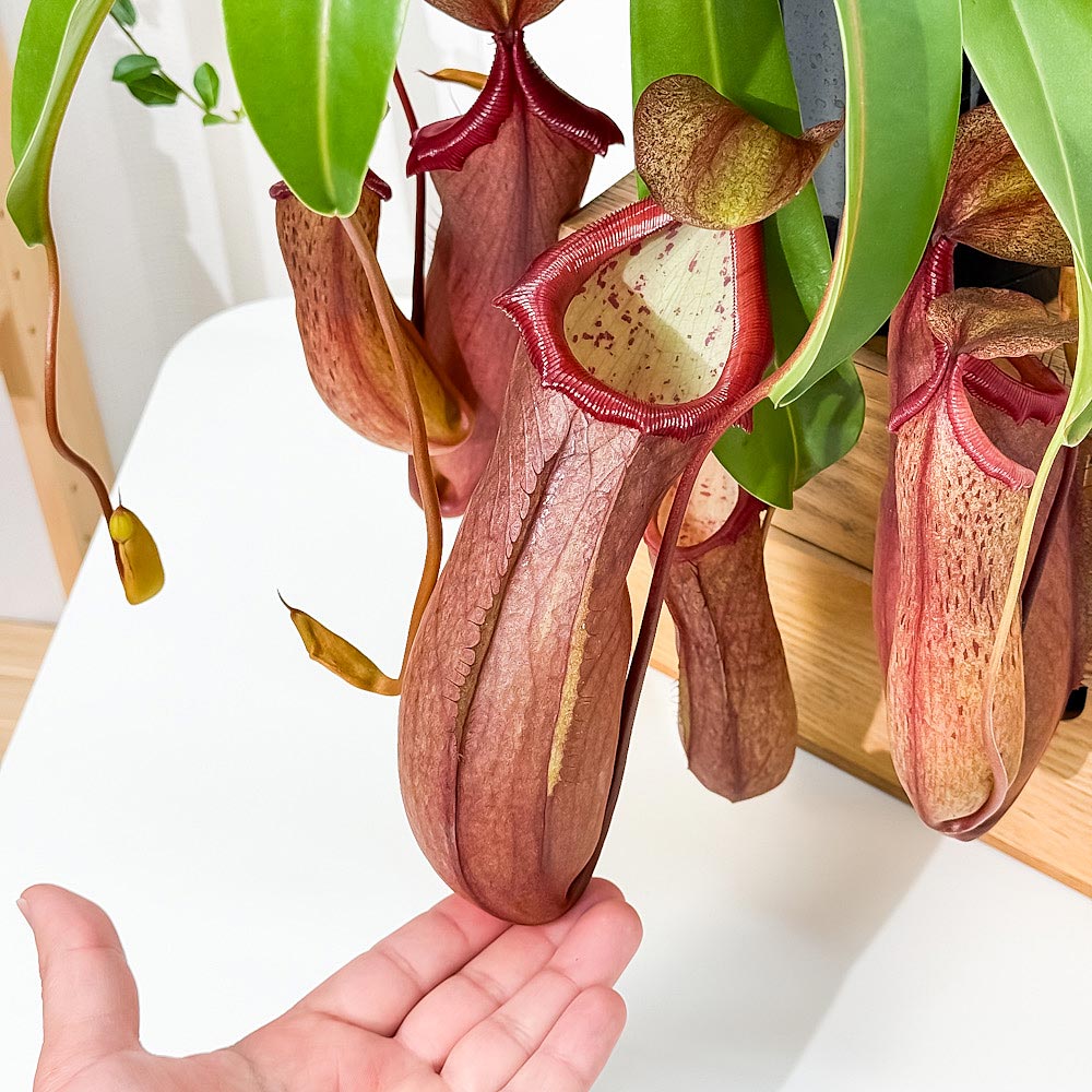PLANCHU 食虫植物 ネペンテス リンダ 5号吊り鉢 育て方説明書付き Nepenthes × Linda ウツボカズラ