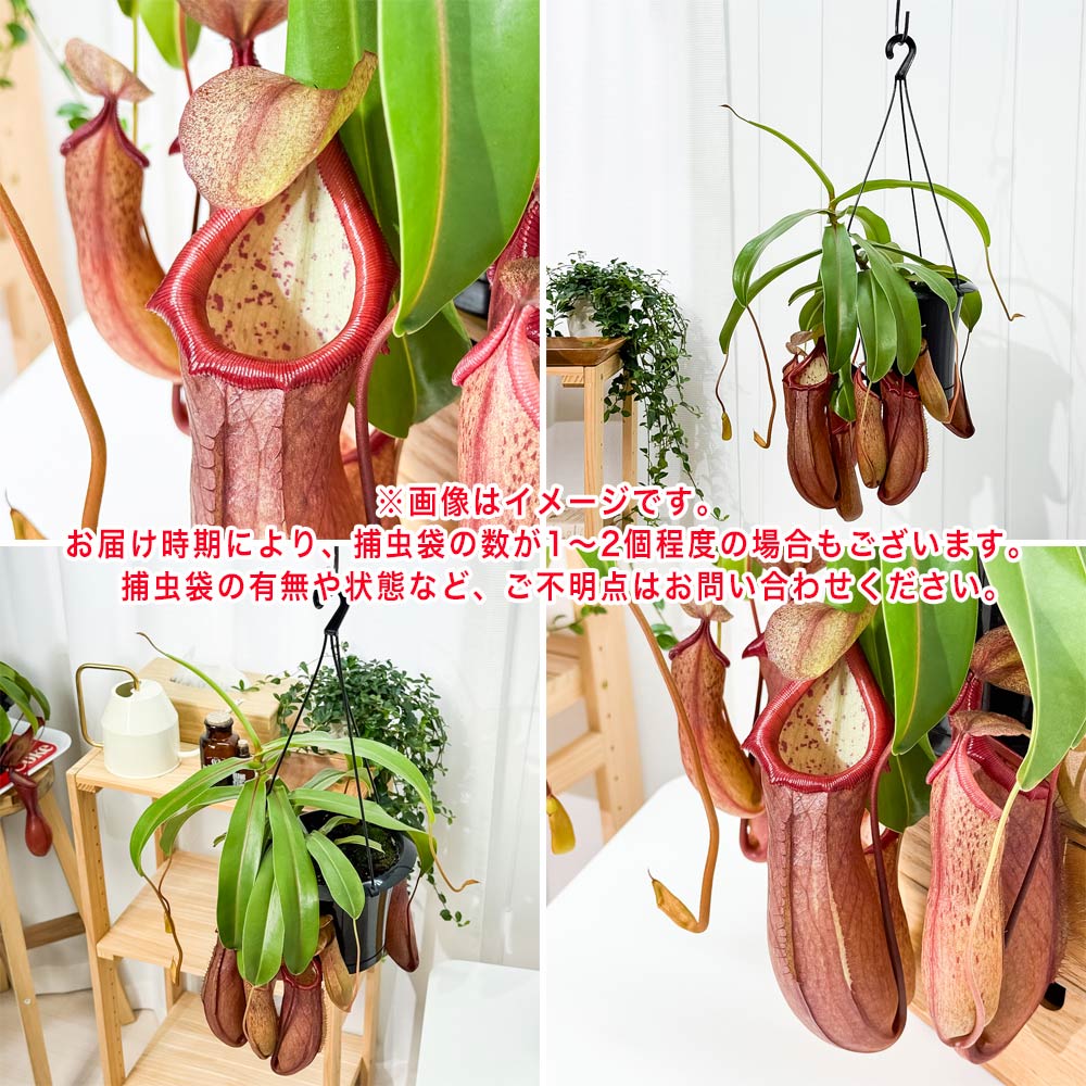 PLANCHU 食虫植物 ネペンテス リンダ 5号吊り鉢 育て方説明書付き Nepenthes × Linda ウツボカズラ