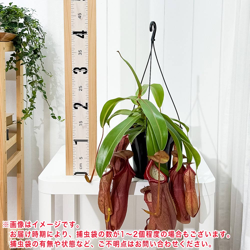PLANCHU 食虫植物 ネペンテス リンダ 5号吊り鉢 育て方説明書付き Nepenthes × Linda ウツボカズラ