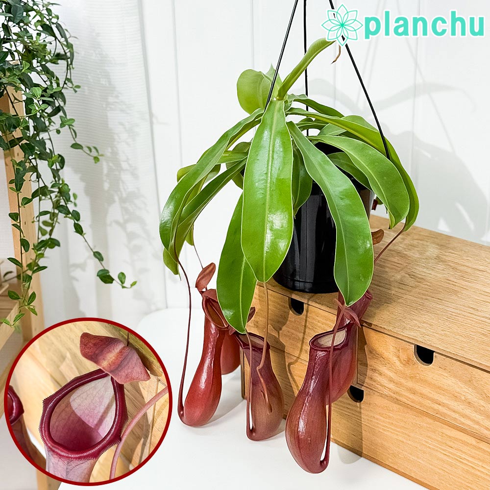 PLANCHU 食虫植物 ネペンテス ベントラータ 5号吊り鉢 育て方説明書付き Nepenthes × Ventrata ウツボカズラ アラタ