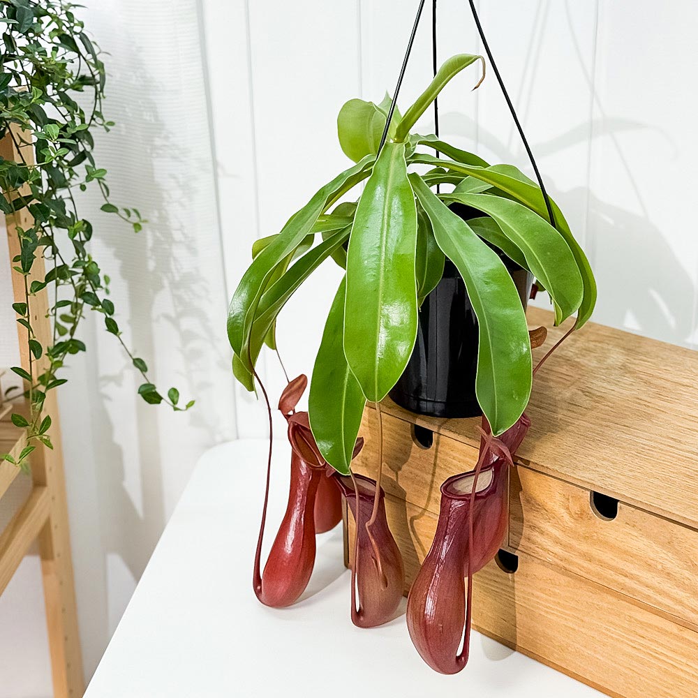 PLANCHU 食虫植物 ネペンテス ベントラータ 5号吊り鉢 育て方説明書付き Nepenthes × Ventrata ウツボカズラ アラタ