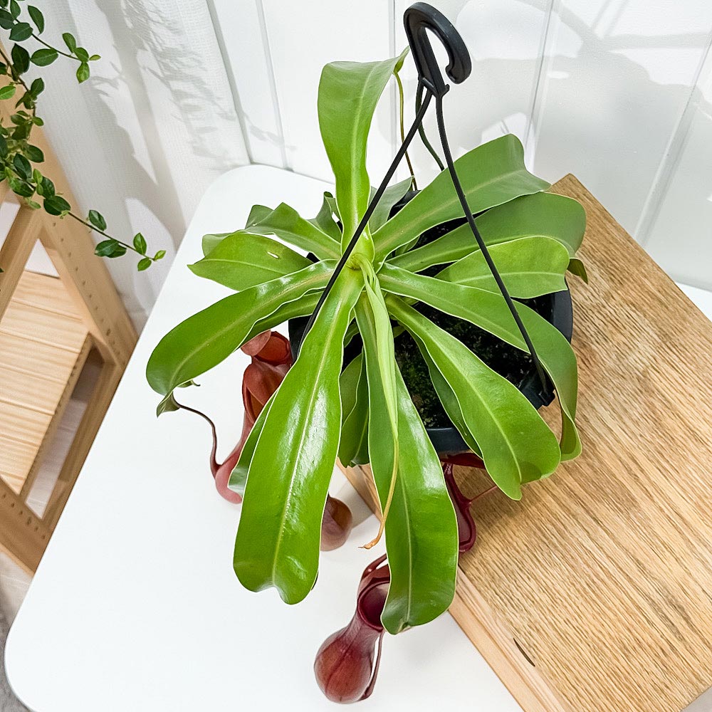 PLANCHU 食虫植物 ネペンテス ベントラータ 5号吊り鉢 育て方説明書付き Nepenthes × Ventrata ウツボカズラ アラタ