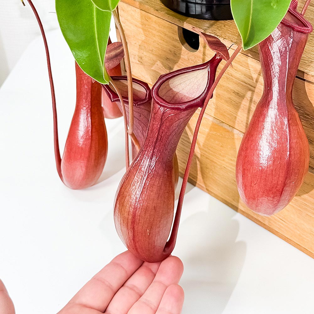 PLANCHU 食虫植物 ネペンテス ベントラータ 5号吊り鉢 育て方説明書付き Nepenthes × Ventrata ウツボカズラ アラタ