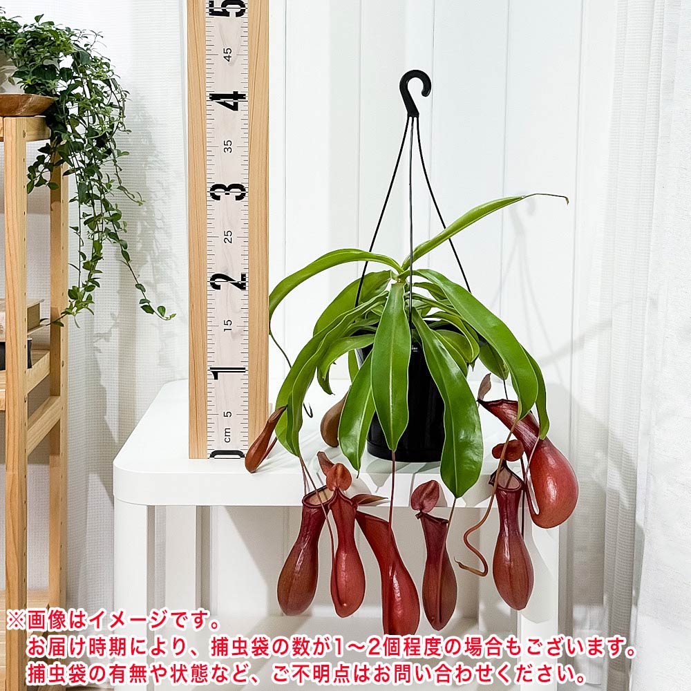 PLANCHU 食虫植物 ネペンテス ベントラータ 5号吊り鉢 育て方説明書付き Nepenthes × Ventrata ウツボカズラ アラタ