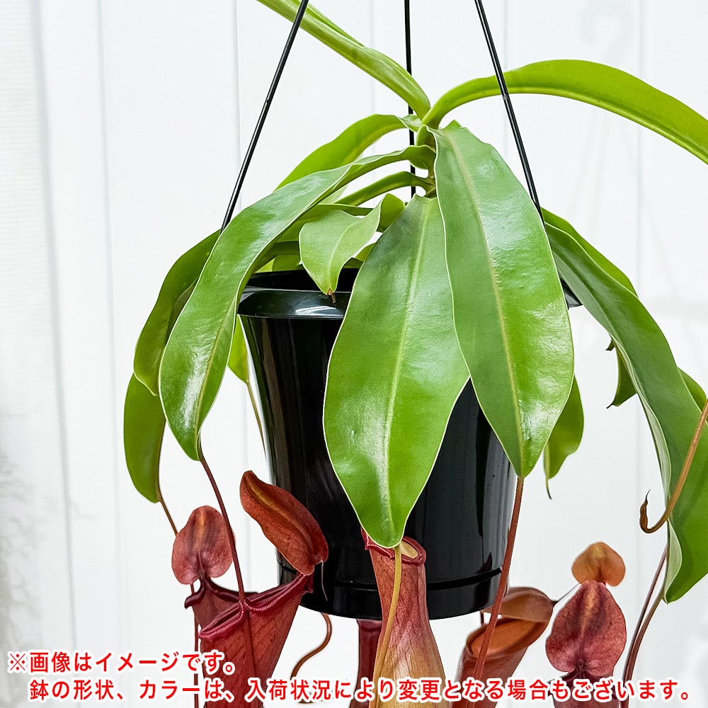 PLANCHU 食虫植物 ネペンテス ベントラータ 5号吊り鉢 育て方説明書付き Nepenthes × Ventrata ウツボカズラ アラタ