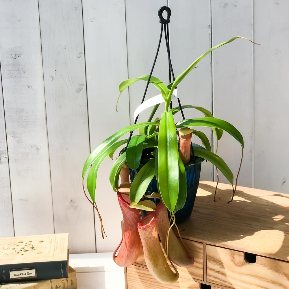 PLANCHU 食虫植物 ネペンテス ベントリコーサ レッド 5号吊り鉢 育て方説明書付き Nepenthes ventricosa ウツボカズラ