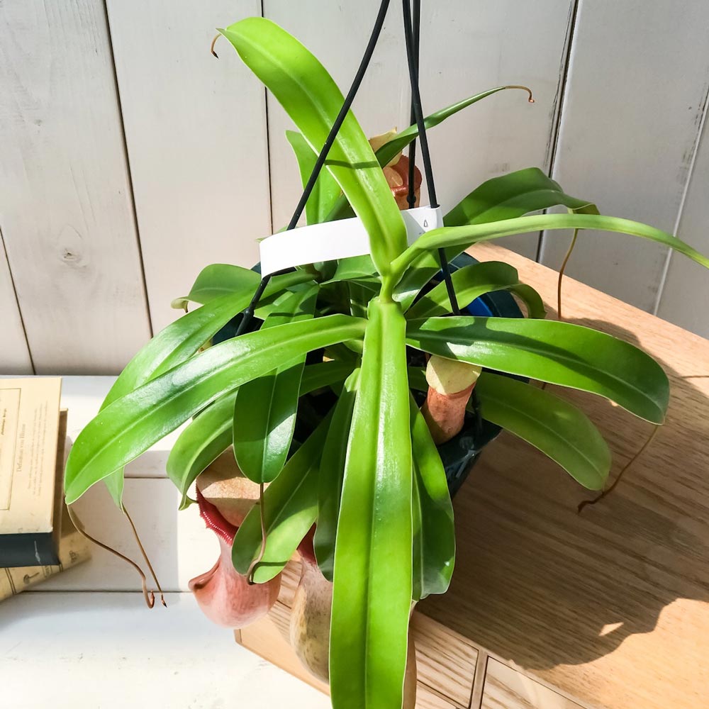PLANCHU 食虫植物 ネペンテス ベントリコーサ レッド 5号吊り鉢 育て方説明書付き Nepenthes ventricosa ウツボカズラ